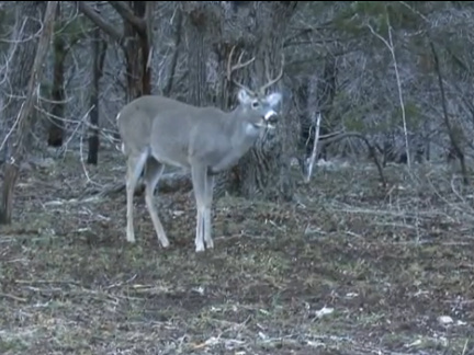 Texas Hill Country Bucks