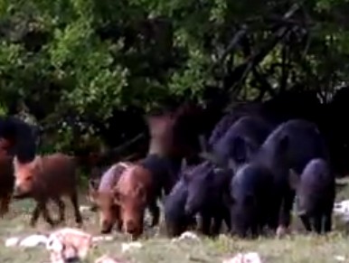 Bowhunting Feral Hogs